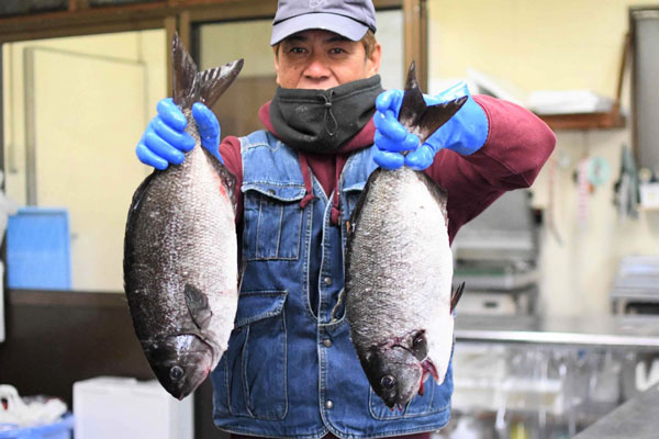 対馬の海藻を大量に食べるイスズミ