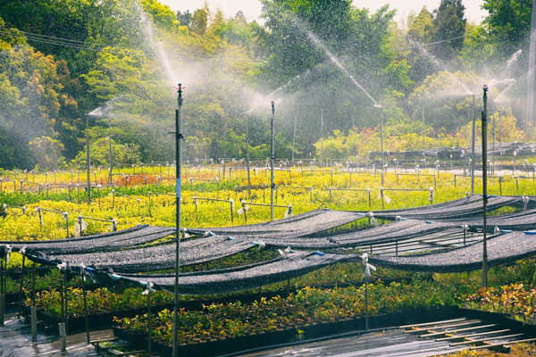 日本在来の品種を中心に年間200種類の植物を生産している