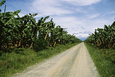道沿いにバナナが繁るフィリピンの農園