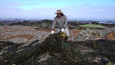 チリの漁民により漂着海藻を採取する