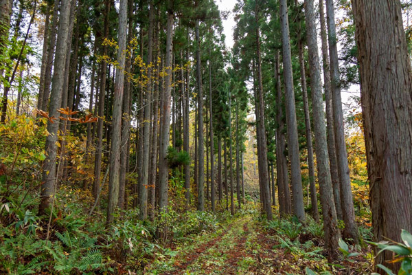 道南杉は北海道の冬を快適に過ごすのに最適な素材
