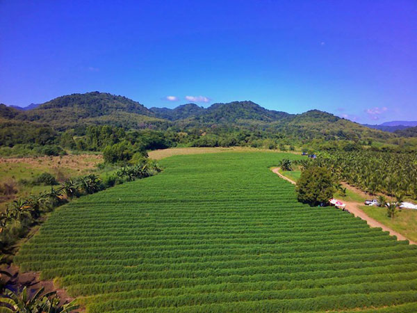 バタフライピーを栽培する広大なタイの農園